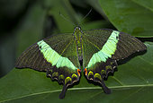 Emerald Swallowtail (Papilio palinurus) on leaf, native of the philippines