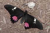 Ruby-spotted swallowtail ( anchisiades) on ground, native of the Amazon