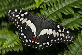 Citrus Swallowtail (Papilio demodocus) on fern, native of Reunion Island
