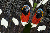 Citrus Swallowtail (Papilio demodocus), eyespots, native of Reunion Island