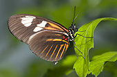 Small Postman Butterfly (Heliconius erato reductimaculata) on a leaf, native to Amazonia