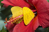 Cloudless Giant Sulphur (Phoebis sennae) in an hibiscus flower, native to Amazonia