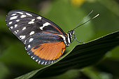 Tiger Longwing (Heliconius hecale) on a leaf, native to Amazonia