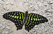 Tailed Jay Butterfly (Graphium agamemnon) on gravel, native to the Philippines
