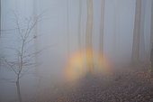 Rainbow in the fog of the forest, Vosges du Nord Regional Nature Park, France