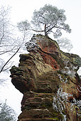 Ruined castle on a rocky outcrop of red sandstone in winter and dwarfed Scots pine, Vosges du Nord Regional Nature Park, France