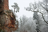 Ruined castle on a rocky outcrop of red sandstone in winter and Scots pine, Vosges du Nord Regional Nature Park, France
