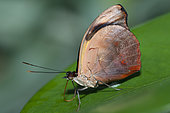 Blue-frosted Banner (Catonephele numilia) female on a leaf, native to Costa Rica
