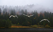 Whooper swans (Cygnus cygnus) in migratory flight, Ballons des Vosges Regional Nature Park, France