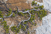 Thyme-leaved willow (Salix serpyllifolia) marrying the crenellations of a rock, Mercantour National Park, Alps, France