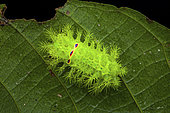 Slug moth (Limacodidae sp) caterpillar on leaf, North Sulawesi, Indonesia
