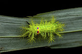 Slug moth (Limacodidae sp) caterpillar on leaf, North Sulawesi, Indonesia