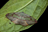 Geometer moth (Hypochrosis hyadaria), imago, Kinabalu NP, Borneo, Malaisia