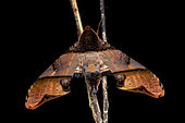 Mango hawkmoth (Amplypterus panopus), imago, Kinabalu NP, Borneo, Malaisia