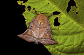 Bell moth (Diehlea ducalis), imago, Kinabalu NP, Borneo, Malaisia