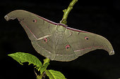 Saturniid moth (Antheraea korintjiana), imago, Kinabalu NP, Borneo, Malaisia