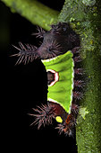 Flannel moth (Acharia stimulea), caterpillar, Panama