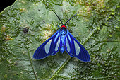 Tiger moth (Euagra cerymica), imago, El Valle de Anton, Panama