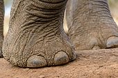 African Bush Elephant (Loxodonta africana). Detail of foot and toe nails. Mashatu Game Reserve. Northern Tuli Game Reserve. Botswana