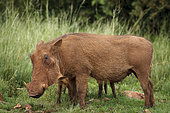 Common warthog (Phacochoerus africanus) and piglets (young). KwaZulu Natal. South Africa