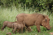 Common warthog (Phacochoerus africanus) and piglets (young). KwaZulu Natal. South Africa