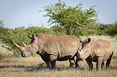 White rhinoceros or square-lipped rhinoceros (Ceratotherium simum). North West Province. South Africa