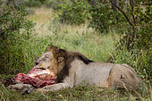 Lion (Panthera leo) feeding on a zebra (Equus quagga) carcas. North West Province. South Africa