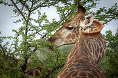 South African giraffe or Cape giraffe (Giraffa camelopardalis giraffa). North West Province. South Africa