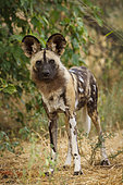 African wild dog (Lycaon pictus), aka, painted wolf, African hunting dog, Cape Hunting Dog or African painted dog.. Botswana