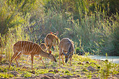A small lowland nyala or simply nyala (Tragelaphus angasii) herd - females and a young male. Mpumalanga, South Africa.