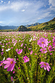 Image Number 416651. Beautiful pink and white cosmos flowers. Eastern Free State. South Africa.