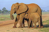 African bush elephant (Loxodonta africana) aka African savanna elephant or African elephant. Calf suckling. North West Province. South Africa