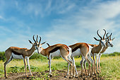 Springbok (Antidorcas marsupialis). Madikwe Game Reserve. North West Province. South Africa