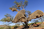 Sociable weaver (Philetairus socius) nests in a camel thorn or giraffe thorn tree (Vachellia erioloba prev Acacia erioloba). Northern Cape. South Africa.