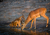 Impala (Aepyceros melampus) and Chacma baboon or Cape baboon (Papio ursinus) drinking in the Chobe River. Chobe National Park. Botswana