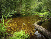 Riverine view. Forest stream. Garden Route. Western Cape. South Africa.