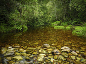 Riverine view. Forest stream. Garden Route. Western Cape. South Africa.