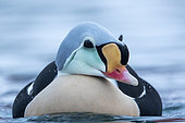 King eider on water, Somateria spectabilis. Batsfiord, Norway