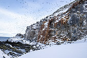 Common murre in flight, Uria aalge. Hornoya, Norway