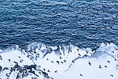 Common murre in flight, Uria aalge. Hornoya, Norway