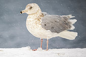 Glaucous gull, Larus hyperboreus. Vardo, Norway