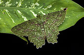 Emerald moth (Herochroma urapteraria) imago on leaf, Kinabalu NP, Malaisia