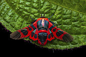 Picture-winged leaf moth (Glanycus coendersi), imago on leaf, Kinabalu NP, Borneo, Malaisia