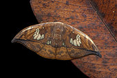 Hooktip Moth (Agnidra fuscilinea), imago on leaf, Kinabalu NP, Borneo, Malaisia