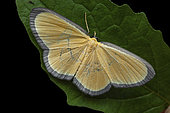 Geometer moth (Bytharia uniformis), imago on leaf, Kinabalu NP, Borneo, Malaisia