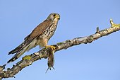 Common Common Kestrel (Falco tinnunculus), male on branch with a captured field mouse (Microtus arvalis), Lake Neusiedl, Burgenland, Austria, Europe