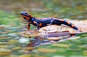 Orange Fire salamander (Salamandra salamandra), Rare colour variation, Solms, Hesse, Germany, Europe