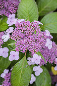Mountain Hydrangea (Hydrangea serrata 'Oamacha'), a variety of hydrangea whose leaves are used to make infusions when the foliage becomes coloured in autumn.