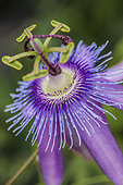 Detail of the hybrid passionflower 'Lavender Lady'.