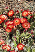 Red dwarfPrickly pear (Tunilla picardoi, Opuntia picardoi) in full bloom in May. Cold resistant species.